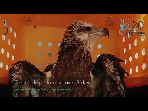 ACRES Wildlife Rescue: Poisoned White-Bellied Sea Eagle Gets Treated!