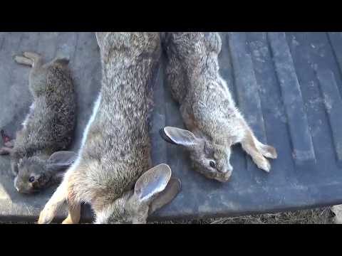 The difference between a cottontail and a swamp rabbit