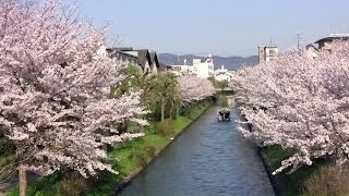preview picture of video '京都・伏見の桜 濠川に沿って Cherry blossoms in Fushimi, Kyoto(2012-04)'