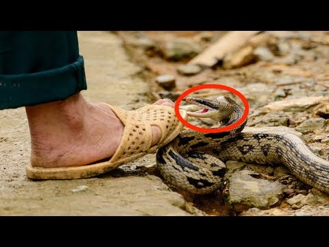 9 Most Effective Animal Defense Systems