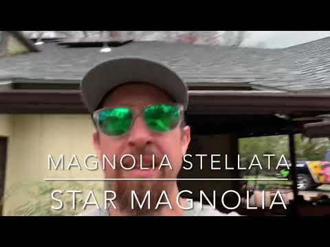 Star Magnolia in Spring