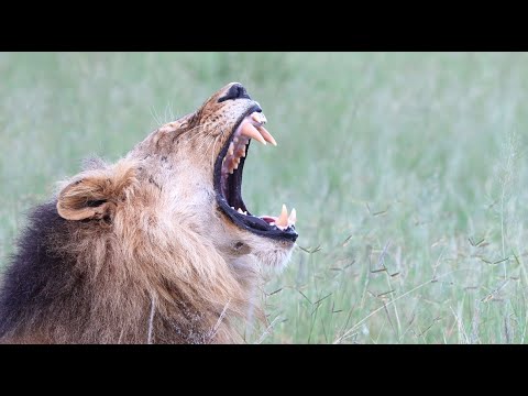 Skinny Lambile Leads us to The Lion Coalition