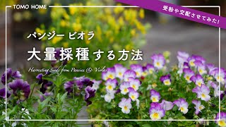 [For beginners] I tried a method to reliably collect pansy viola seeds [How to pollinate]