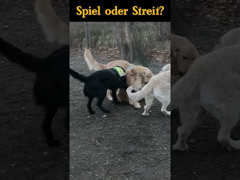 Körpersprache im Hundespiel 🐕💥 Spaß oder Streit?