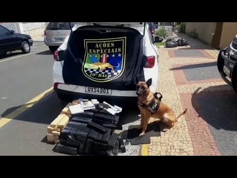 Pai e filho são presos por tráfico após Baep apreender 80 kg de maconha