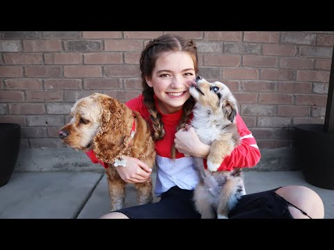 My Dog Logan Meets My New Puppy For The First Time! music video cover