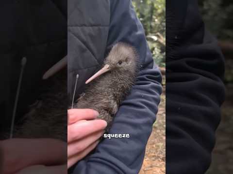 Kiwi bird #cute #animals