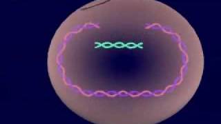 Virus Lysogenic & Lytic Cycle