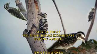 Download lagu SUARA PIKAT PELATUK BERAS KOMBINASI mp3