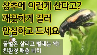 상추에 이런게 산다고? 깨끗하게 길러 안심하고 드세요. 친환경 해충 퇴치법. 달팽이 퇴치법. 오랫동안 수확하…