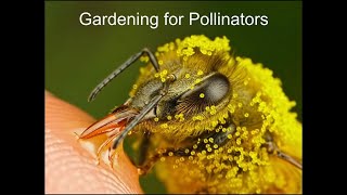 Gardening and Farm Fest | Wild Spring Bees: Gardening for Pollinators