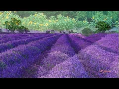 Michael Hoppé ~ Lavender Shadows