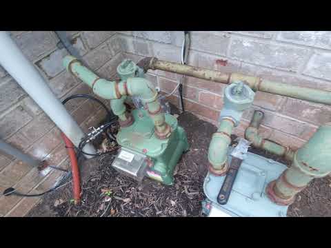 Wasps Present Danger in Edison, NJ