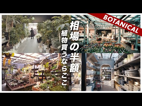 フラッターラッシュ 植物