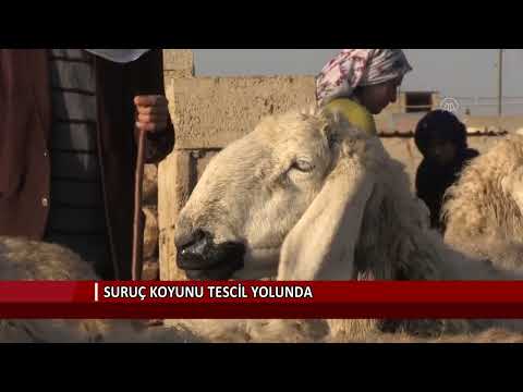 , title : 'Suruç koyunu tescil yolunda'