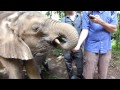 Charles The Elephant Meets The Henhouse Prowlers