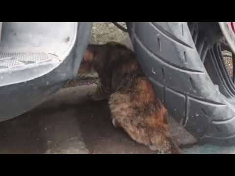 Cat🐱 come 🥰🥰