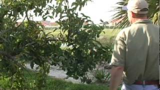 A02 Simmonds avocado in late spring-early sumer