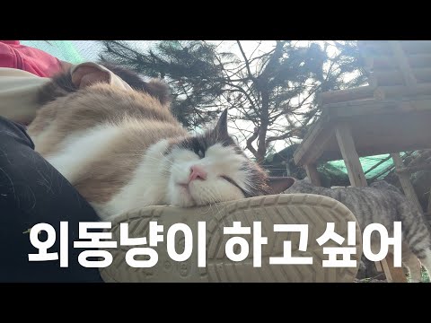 집사의 사랑을 독차지하고 싶은 귀여운 질투쟁이