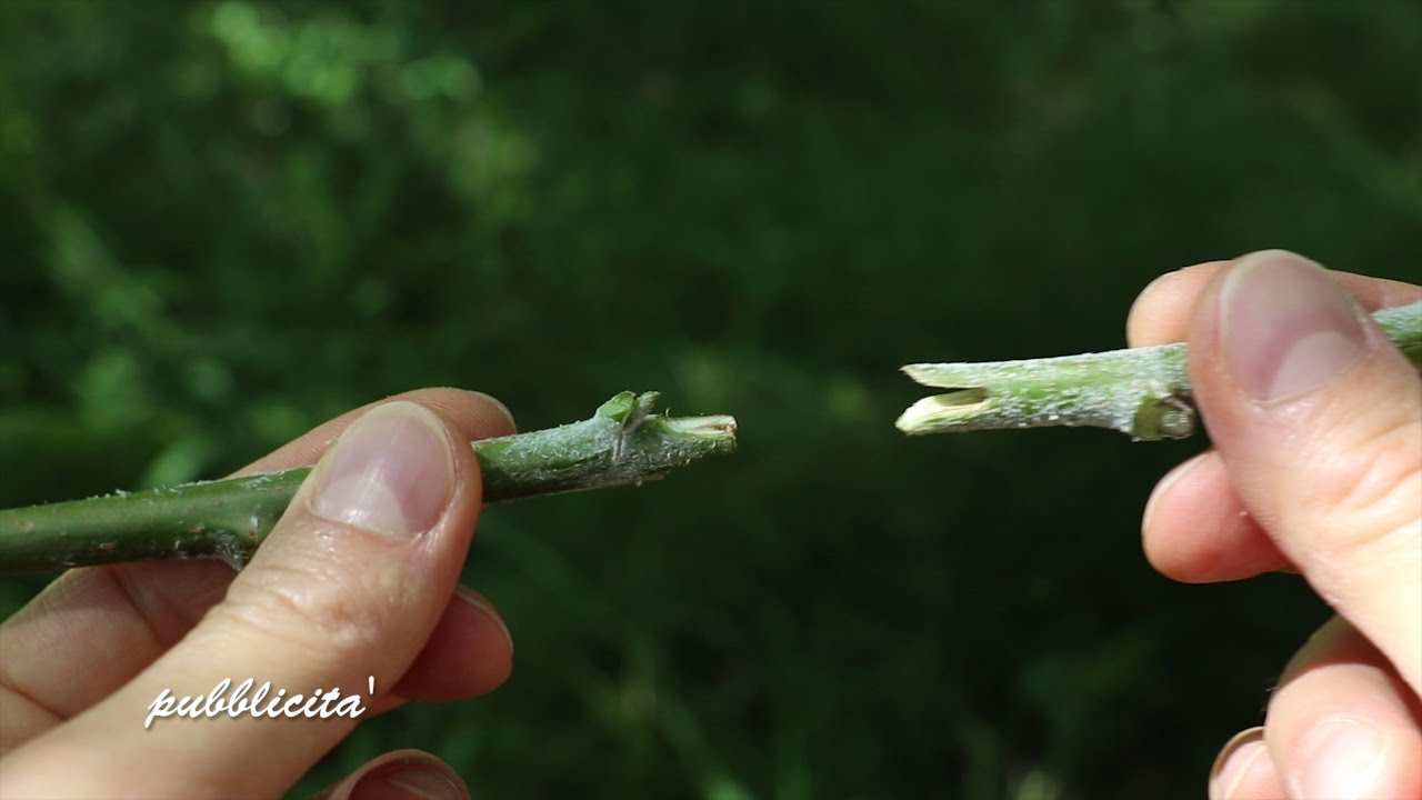 INNESTI perfetti - forbice da innesto - pinza per innesti recensione per BANGGOOD.COM pubblicità