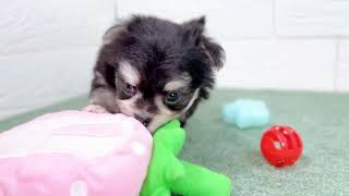 ハーフ犬の動画01