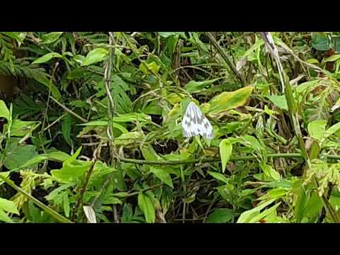 Área de recreação da floresta Jhihben