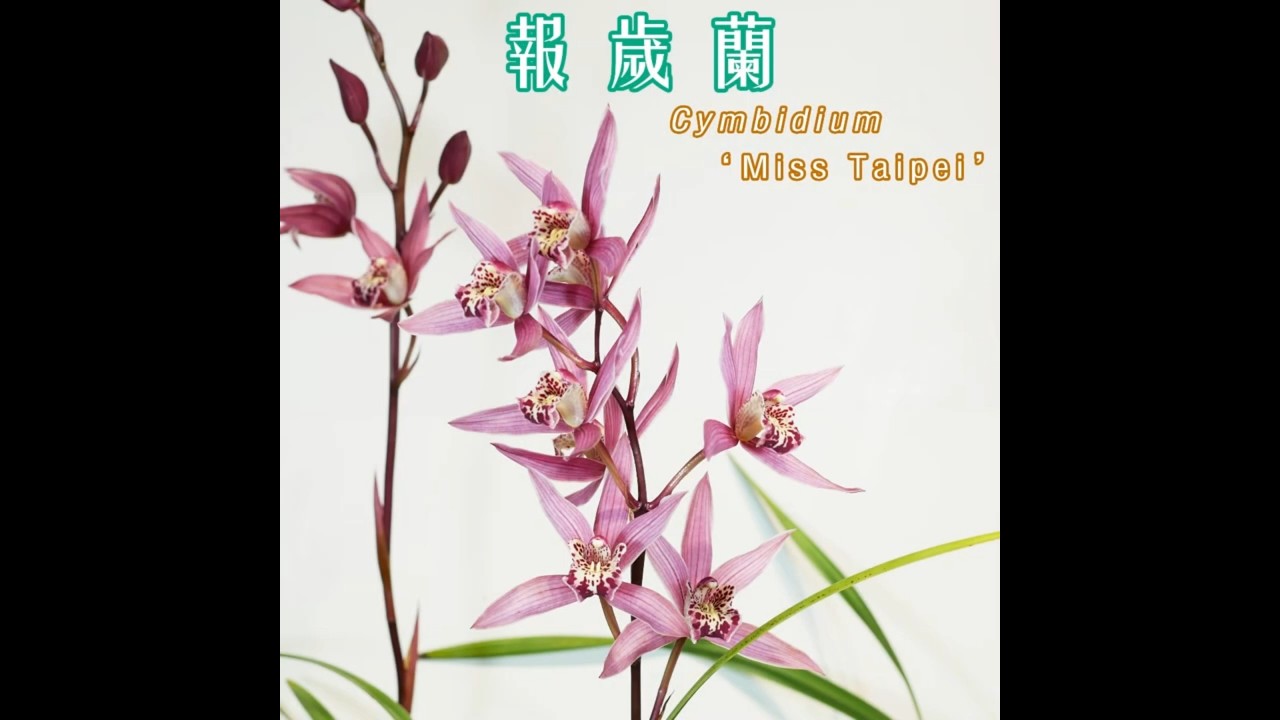 報歲蘭開花 cymbidium