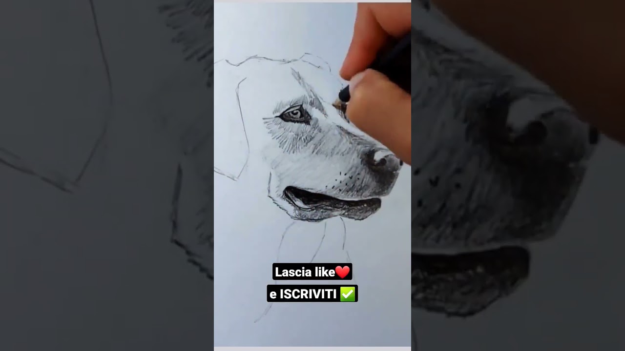 Iscriviti e lascia un ❤️ Disegno cane in bianco e nero #arte #disegni #cane