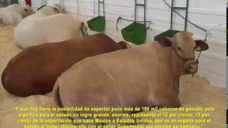 DURANGO AVANZA EN LA EXPORTACIÓN DE CABEZAS DE GANADO