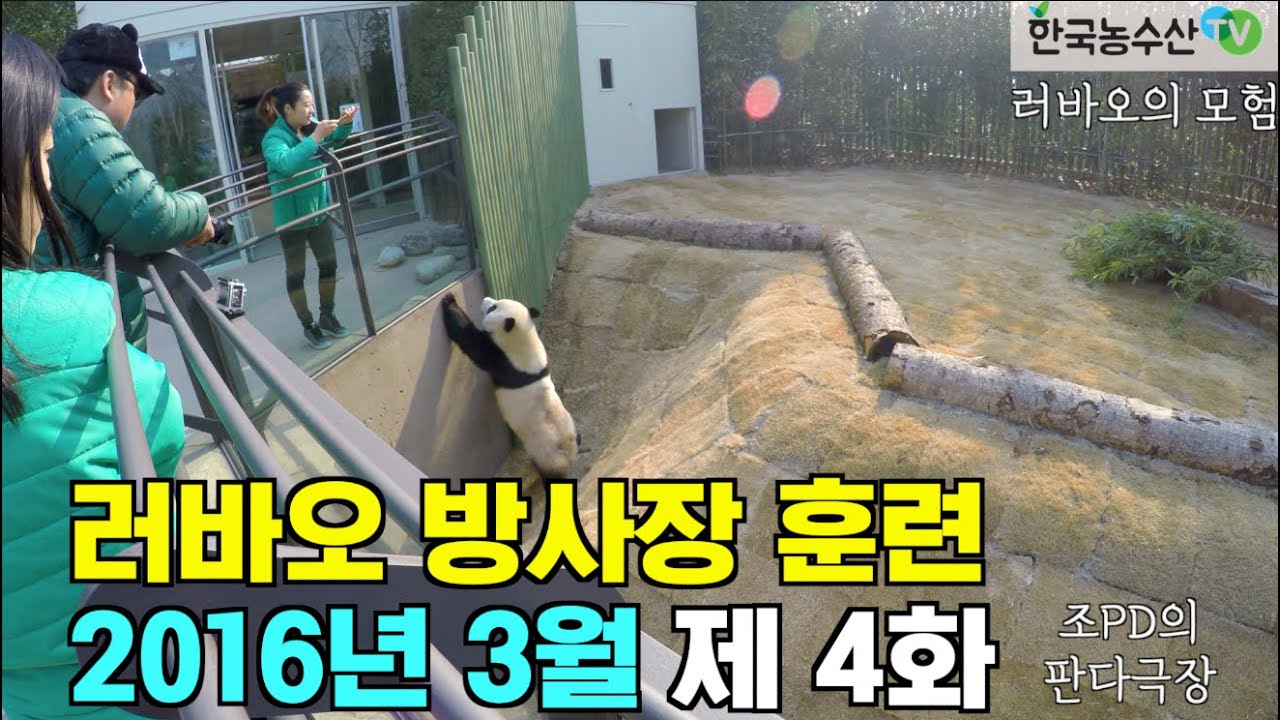 [PandaTV] Panda Lebao exploring the Everland enclosure in March 2016, 판다 러바오 2016년 3월 에버랜드 방사장 체험