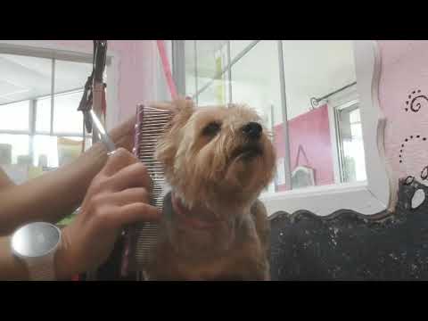 How to Groom a Yorkie: Four Minute Teddy  Bear  Head