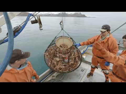Loaded Pots Full of Tanner Crab! - Hauling Crab Pots in Alaska | Tanner Season 2023