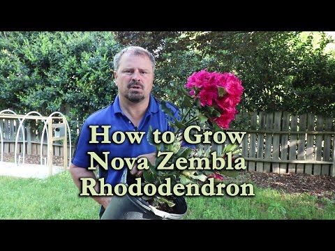How to grow Nova Zembla Rhododendron with a detailed description