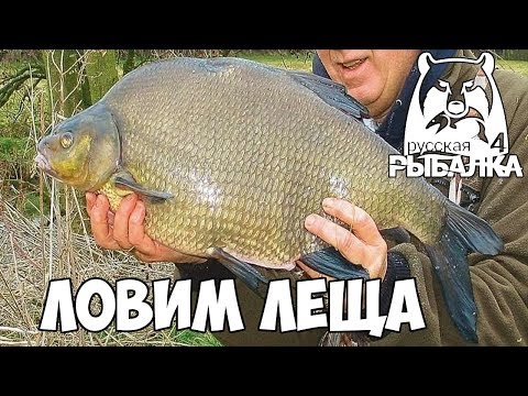 Лещ русская рыбалка 3 - полезные советы и информация