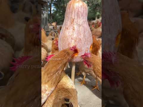 يطعم دجاجه البلدي اليقطين الطازج عوض العلف المصنع 💰😮👌!! #اكسبلور #معلومات #زراعة #دجاج #shortsvideo