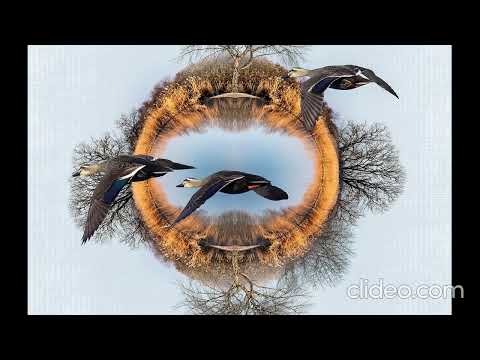 Oneil Kanvise Favia Organ - Shut Your Mouth