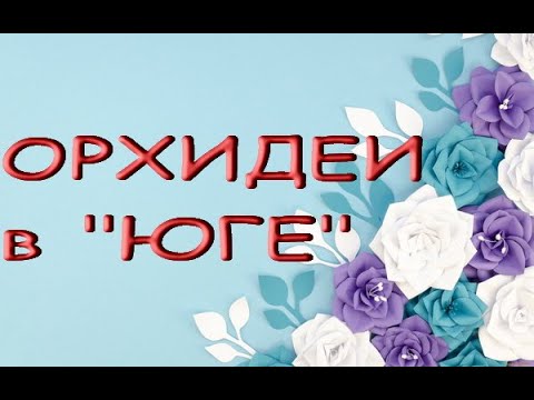 ПРЕКРАСНЫЙ биглиповый ЗАВОЗ ОРХИДЕЙ в "Юге",04.11.21,Самара,ул.Авиационная,8.