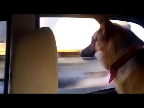German Shepherd dog Romeo loves to ride