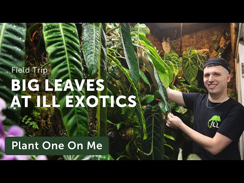 ILL EXOTICS Philadelphia Plant Shop TOUR — Ep. 270