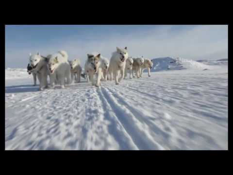 Pcheła - Mienszane style