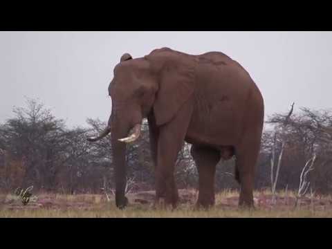Lake Kariba Zimbabwe photographic and houseboat experience with Horns Africa Safaris