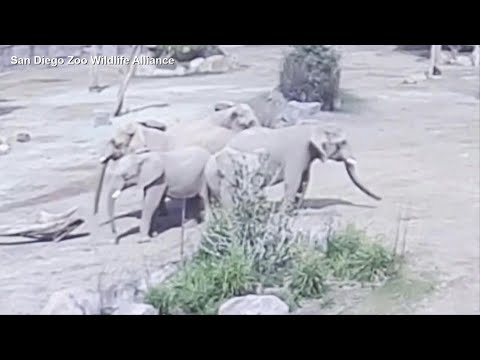 Elephants in San Diego Zoo react during earthquake | AFP