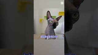つるつるネコ「スフィンクス」の猫カフェ #毎日新聞 #shorts