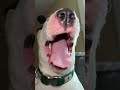 It S Her Little Fat Stomach Yall Dogs Meme Funny Cute Shorts