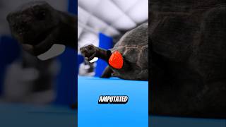 A Vet Amputated This Tortoise's Leg Then 3D Printed a New One