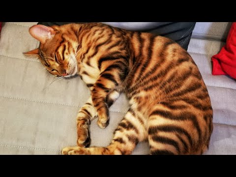 Meet Faya The Toyger - Toyger Cat