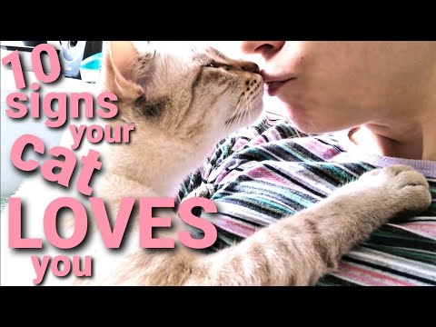 The LOVE language of Lynx point Siamese cats | 10 SIGNS your CAT LOVES YOU - How cats say I LOVE YOU