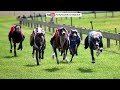 Greyhound Derby Final 2018 Rajpur Derby Race 22 23 24 January 2018 Final Day Grand Finale