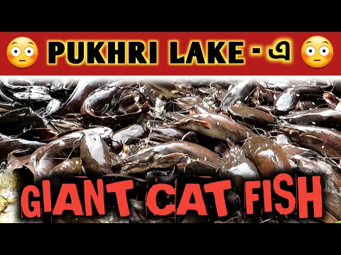 Dangerous Fishes in Pokhari Lake | Places to visit in Buxa Jayanti | Pokhari lake, Buxa Dooars