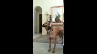 Download lagu BACON! Did you Say Bacon?!?  Funny dog Video mp3